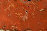 Polished Petrified Wood (Araucarioxylon) - Arizona #147900-2